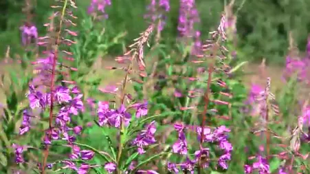 Приготовление Иван-Чая