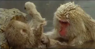 Зимнее чудо страны восходящего солнца / Winterzauber in Japan (2009) SATRip