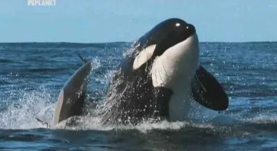 Добыча - человек. Киты-убийцы / Killer Whales (2010) SATRip