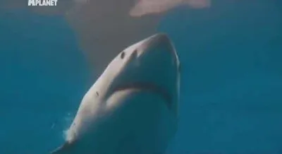 Добыча - человек. Киты-убийцы / Killer Whales (2010) SATRip