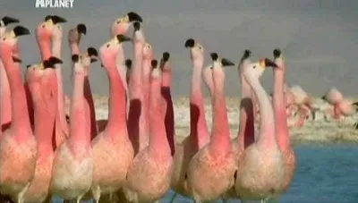 Animal Planet: В дебрях Латинской Америки / Wildest Latin America (2012) SATRip