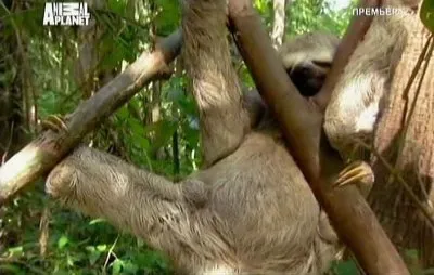 Animal Planet: В дебрях Латинской Америки / Wildest Latin America (2012) SATRip