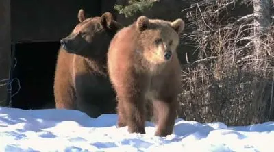 Дикая Америка: Кейси и Брут в мире медведей. Зима в Йеллоустоуне / America the Wild: Abenteur Wildnis. Yellowstone Spring (2011) BDRip