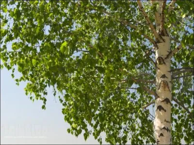 Медведев вырубил березовые рощи в угоду сыну