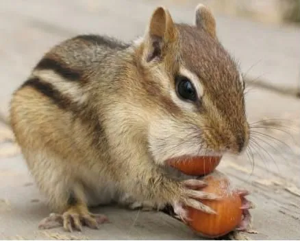 Бурундучок в Законе