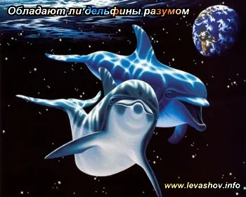 Дельфин - он тоже личность! [Наука]