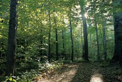 Практика посадки Священных Рощ под Ростовом Великим.