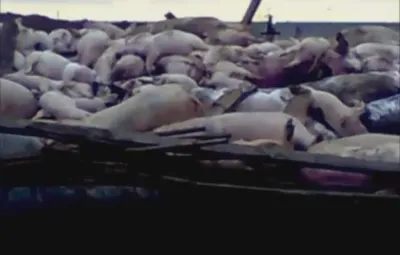 Нам подложат генномодифицированную свинью!!