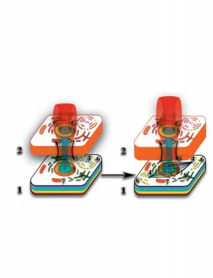 Деление клетки в реальном времени.