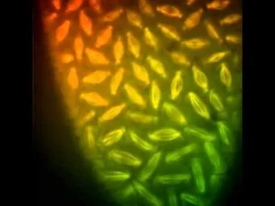 Деление клетки в реальном времени.