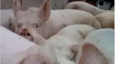 Нам подложат генномодифицированную свинью!!