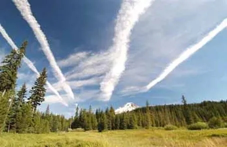 Лес под химтрейлами