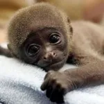 От человеческих вакцин у обезьян развился аутизм