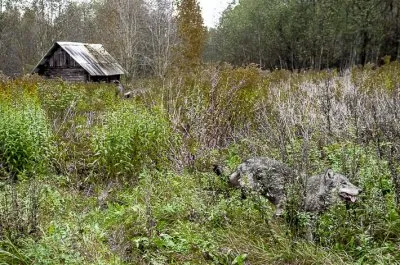 Интервью с вожаком волчьей стаи