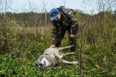 Интервью с вожаком волчьей стаи