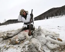 Режим ЧС введен в Якутии из-за нашествия волков