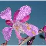 ИванЧай - напиток Русских Богов. Видео-подборка.