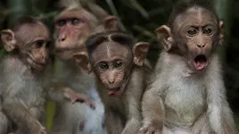 Интервью В.Дольника Новой газете