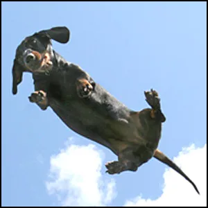 Про одну летающую собаку