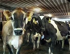 В Киргизии люди пытаются самостоятельно решить энергетические проблемы