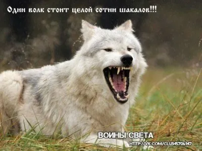 НаРОК торговца смертью. Хроники этнобандитизма за 16 дней 2013 г.