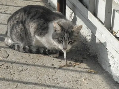 Женщина вступилась за котёнка, которого избивали дети кавказца и была жестоко избита.