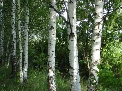 Берёзка - Ладушка