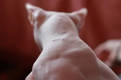 Чипирование животных идет вовсю!!!!