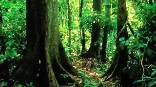 Шотландия.Звуки волынки.