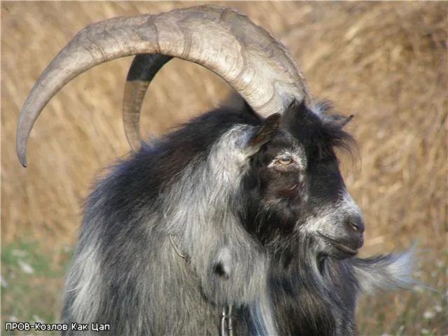 Козел-провокатор - Кто сегодня нас ведет, подобно баранам на убой?