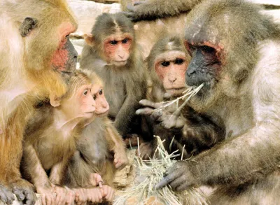 Люди и программы обезьян