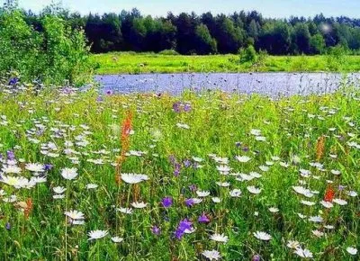 Травничество