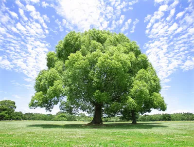 О Фауне и Флоре ДоИсторической Мидгард Земли