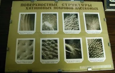 Сокровенная тайна живой Природы. (Виктор Гребенников)