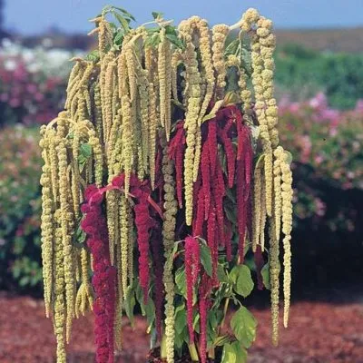 Амарант, настоящий хлеб Славян и Ацтеков, запрещённый Петром I /  Дополнено