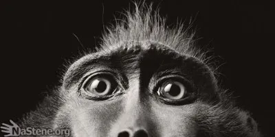 Немного о евреях