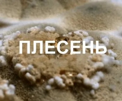 В. Глазырин и И. Курылив в проекте "Плесень"