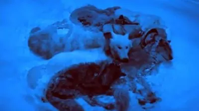 ДМИТРИЙ БЕРАНЖЕ: ОДИНОКИЙ ВОЛК