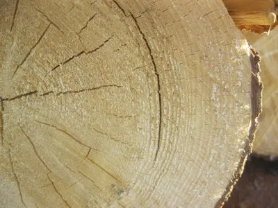 Кунгурову А. на заметку, парень с севера Руси