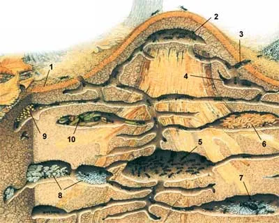 Муравьи и Ломехузы или Гои и Иверы