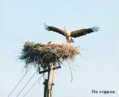 Аист на крыше.