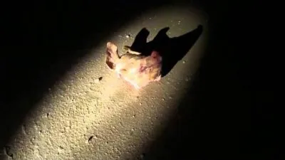 На месте строительства мечети в г.Ставрополь зарыли свинью