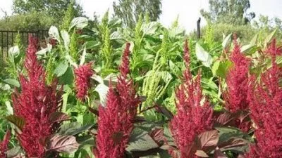 Амарант был пищей Богов