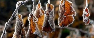 НОЯБРЬ - ГРУДЕНЬ, ПОЛУЗИМНИК