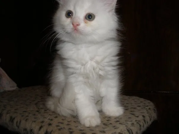 Котик, похожий на ангела