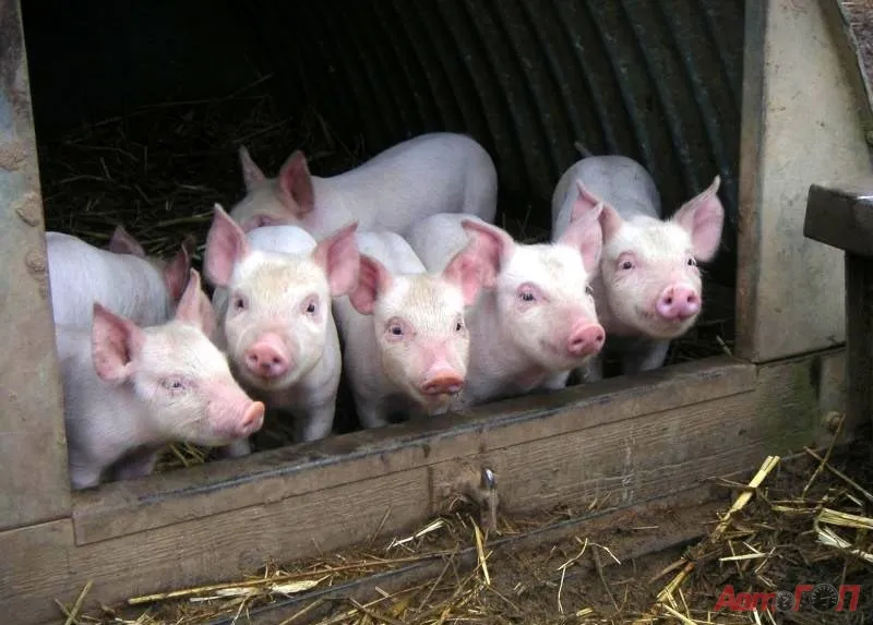 Спасение животных – кусочек за кусочком…