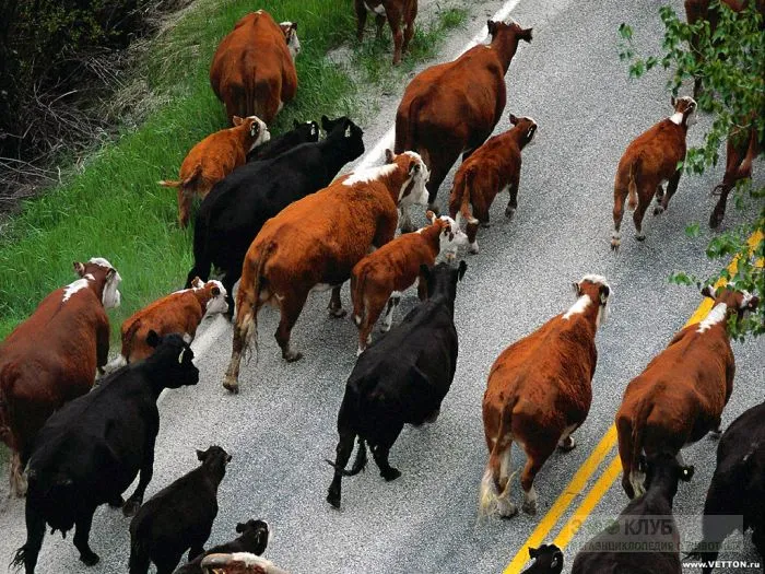 В России выведена уникальная порода племенных скотов, простите, чиновников!