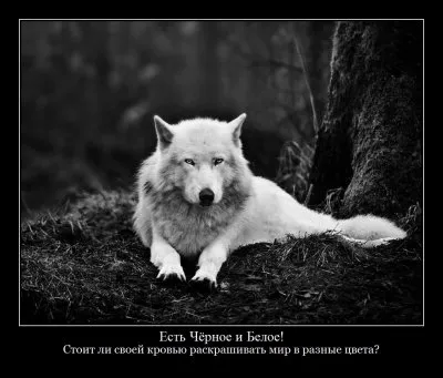 Дмитрий Орлов: Изнанка Евромайдана