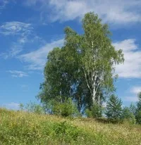 Приглашаем на выездной семинар по практическому травоведению