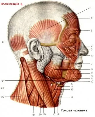 Неандерталец, найденный в льдах Альп. Человек действительно не произошёл от неандертальца.